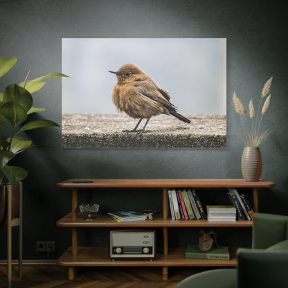 Indian Chat Bird Canvas Wall Art - ART OF ROYALS