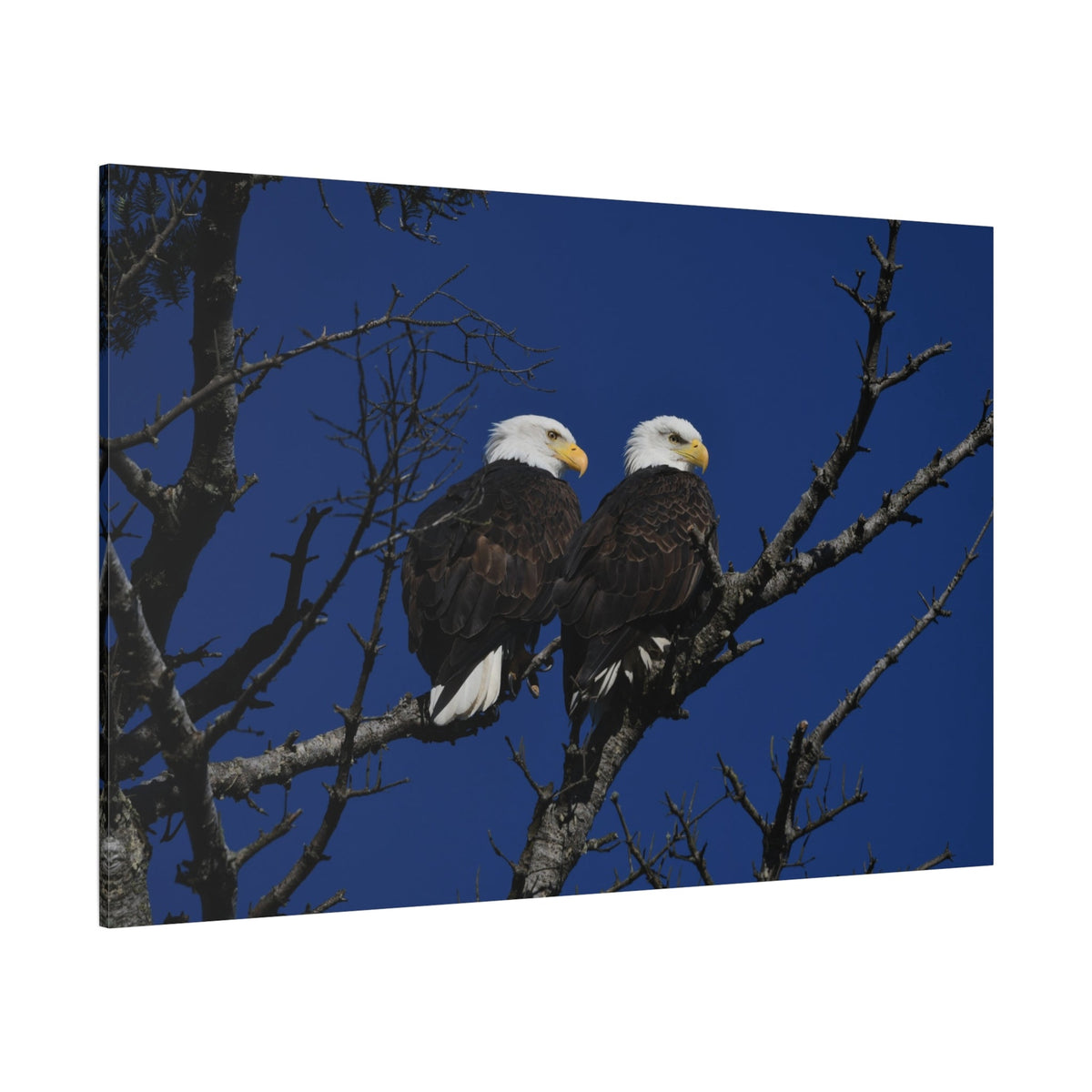 Majestic Bald Eagle Canvas Wall Art – Luxury American Eagle Wildlife Canvas Print - ART OF ROYALS