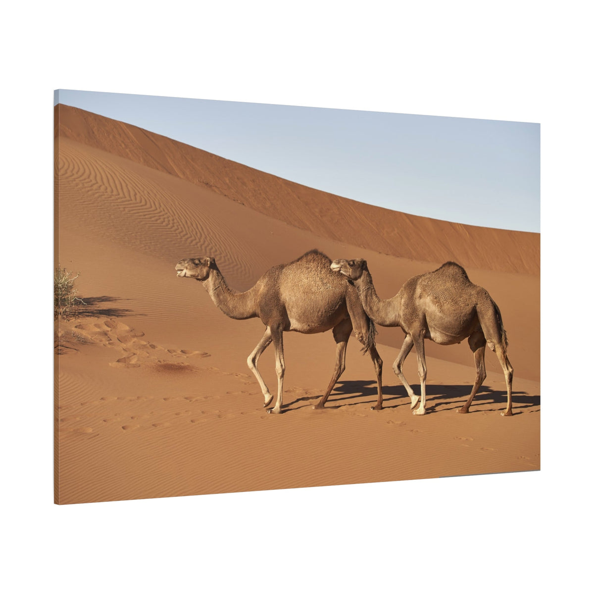 Majestic Dromedary Camel Canvas Wall Art – Spirit of the Sahara Desert - ART OF ROYALS