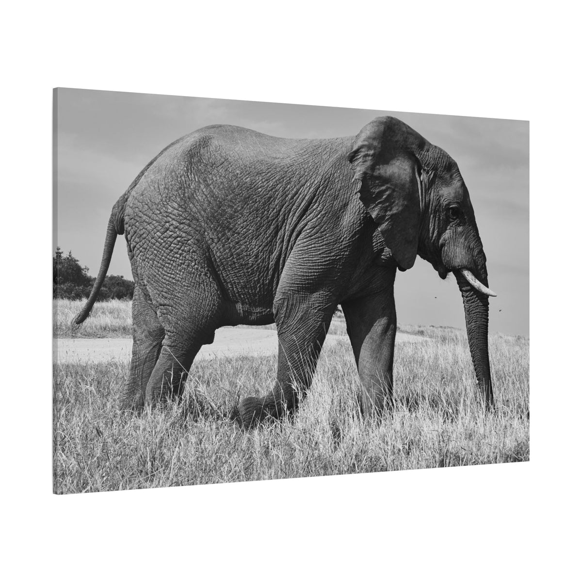 Majestic Elephant Canvas Wall Art – Grace and Strength of the Wild - ART OF ROYALS
