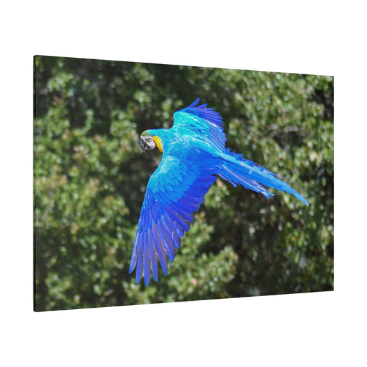 Majestic Flight: Blue Macaw Canvas Wall Art - ART OF ROYALS