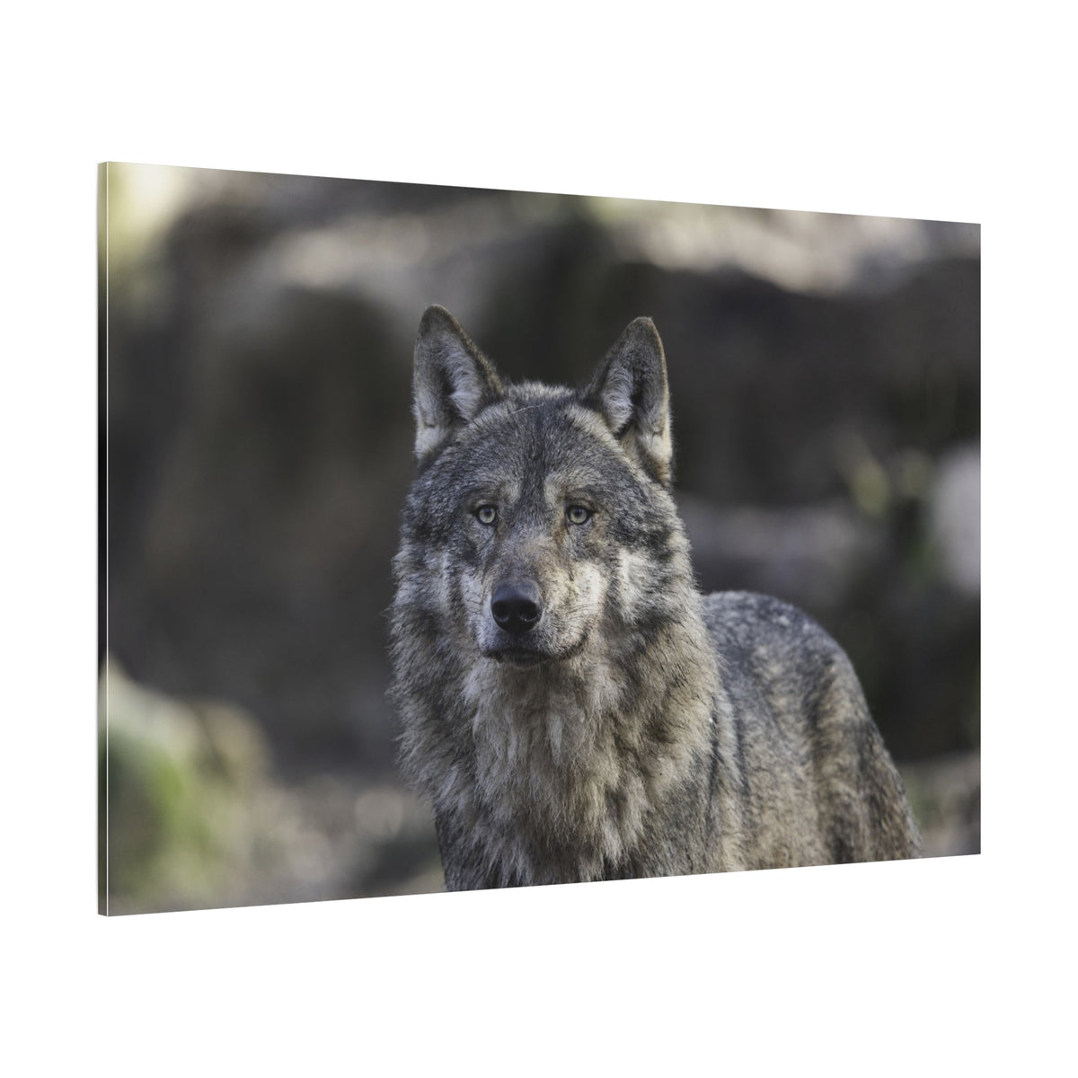 Majestic Gray Wolf Canvas Wall Art – Wild Elegance Redefined - ART OF ROYALS