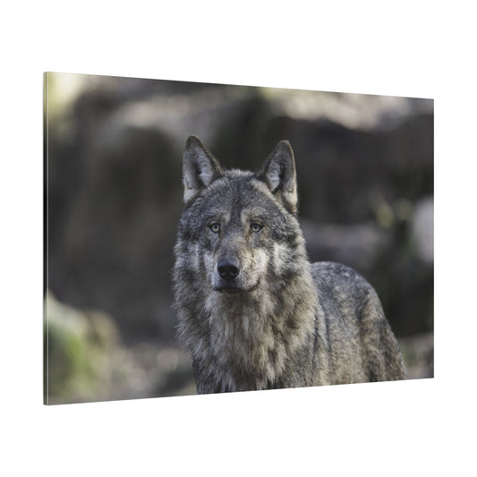 Majestic Gray Wolf Canvas Wall Art – Wild Elegance Redefined - ART OF ROYALS