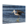 Majestic Heron Canvas Wall Art – Luxury Coastal Bird Wildlife Canvas Print