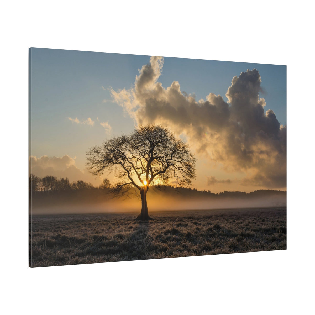 Majestic Lone Oak – Timeless Beauty Under the Sky - ART OF ROYALS