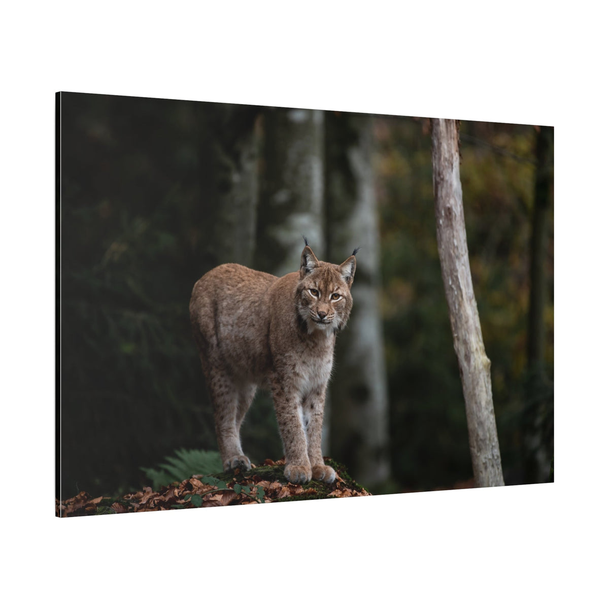 Majestic Lynx Canvas Wall Art - ART OF ROYALS