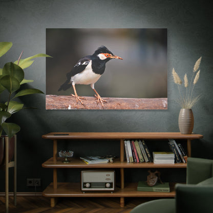 Majestic Myna – A Stunning Portrait of an Intelligent Bird - ART OF ROYALS