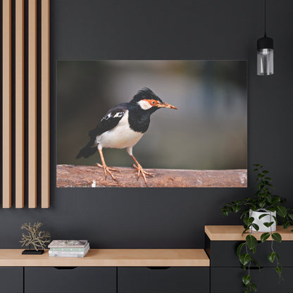 Majestic Myna – A Stunning Portrait of an Intelligent Bird - ART OF ROYALS