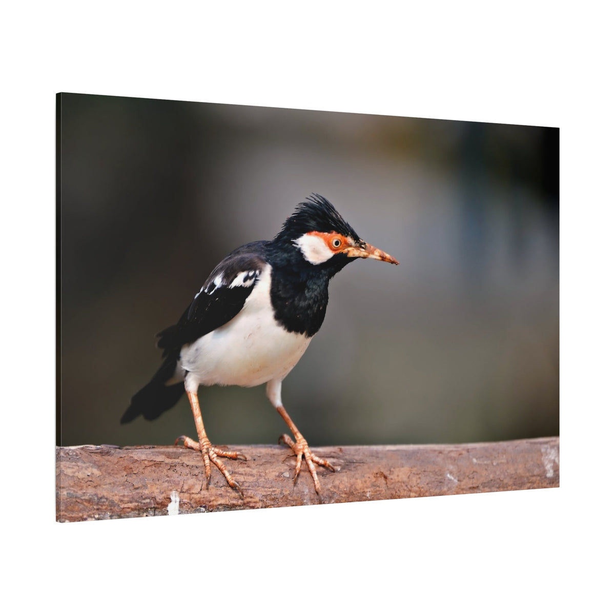 Majestic Myna – A Stunning Portrait of an Intelligent Bird - ART OF ROYALS