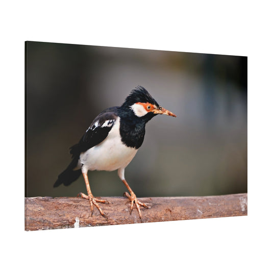 Majestic Myna – A Stunning Portrait of an Intelligent Bird - ART OF ROYALS