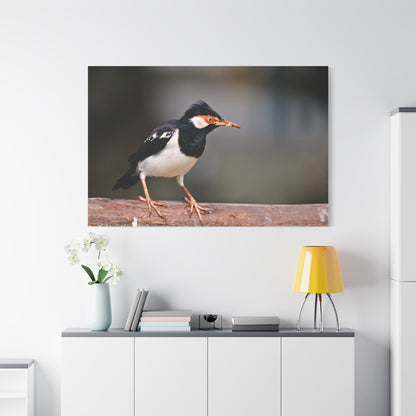 Majestic Myna – A Stunning Portrait of an Intelligent Bird - ART OF ROYALS