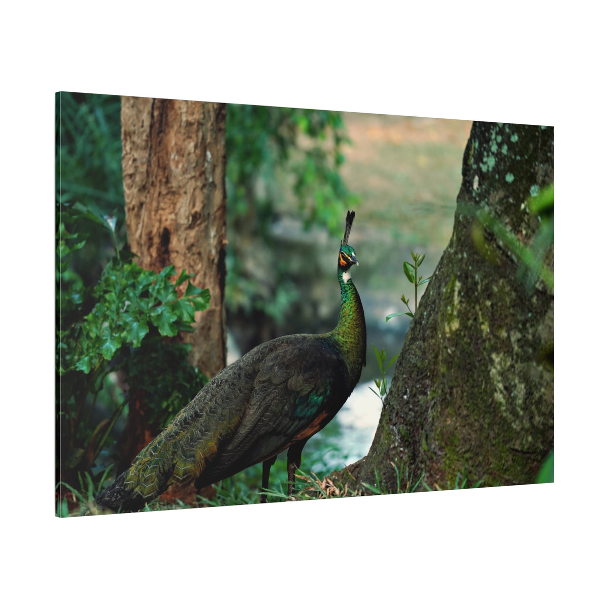 Majestic Peacock Canvas Wall Art – Elegant Wildlife Decor for Home & Office Spaces - ART OF ROYALS