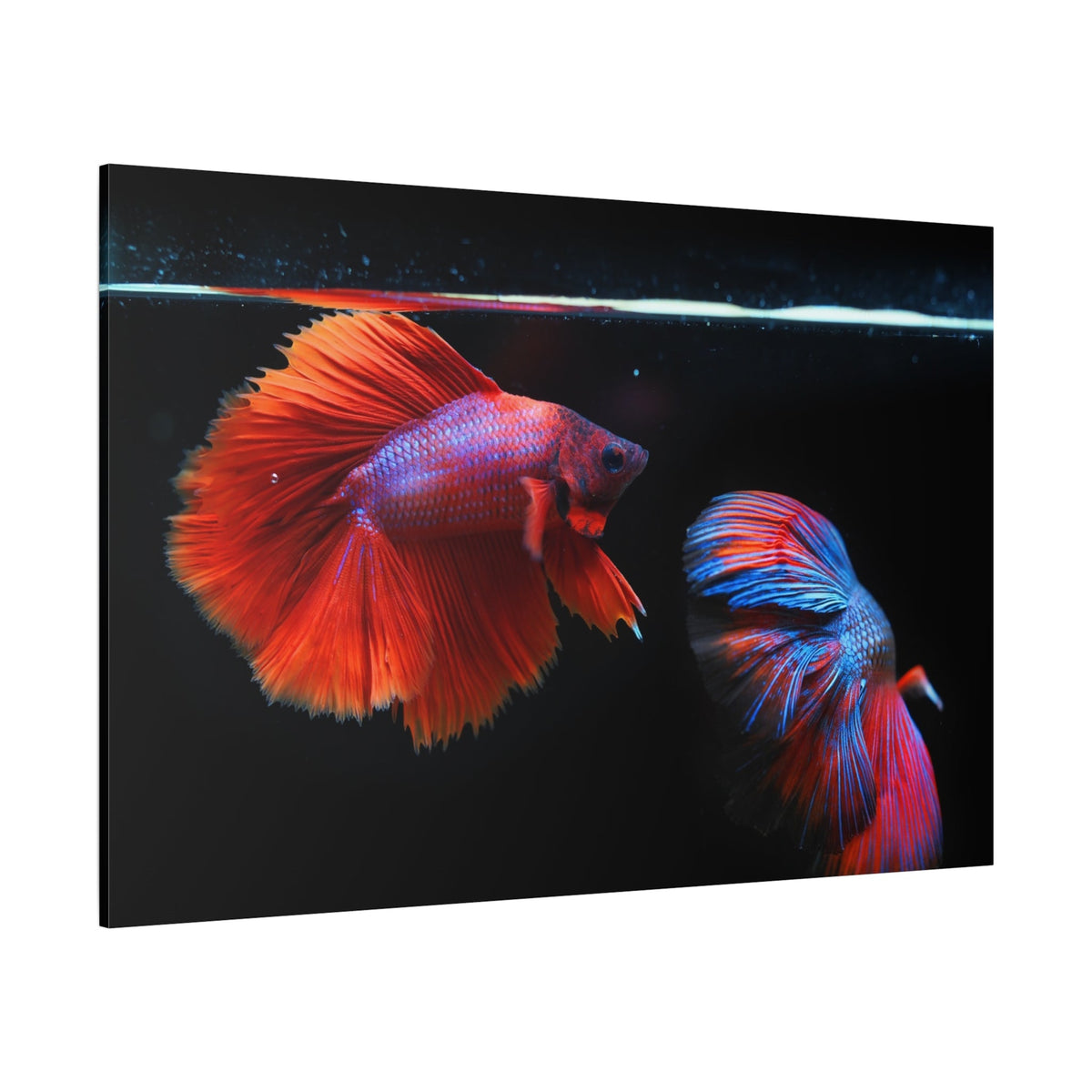 Majestic Siamese Fighting Fish Canvas Wall Art – Vibrant Betta Fish Print for Elegant Home Decor - ART OF ROYALS