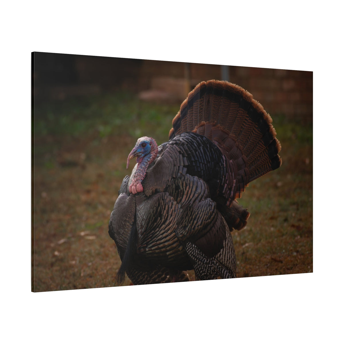 Majestic Turkey Bird Canvas Wall Art – Luxury Rustic Wildlife Nature Print - ART OF ROYALS