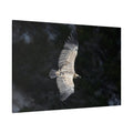 Majestic Vulture Canvas Wall Art – Luxury Birds of Prey Wildlife Canvas Print