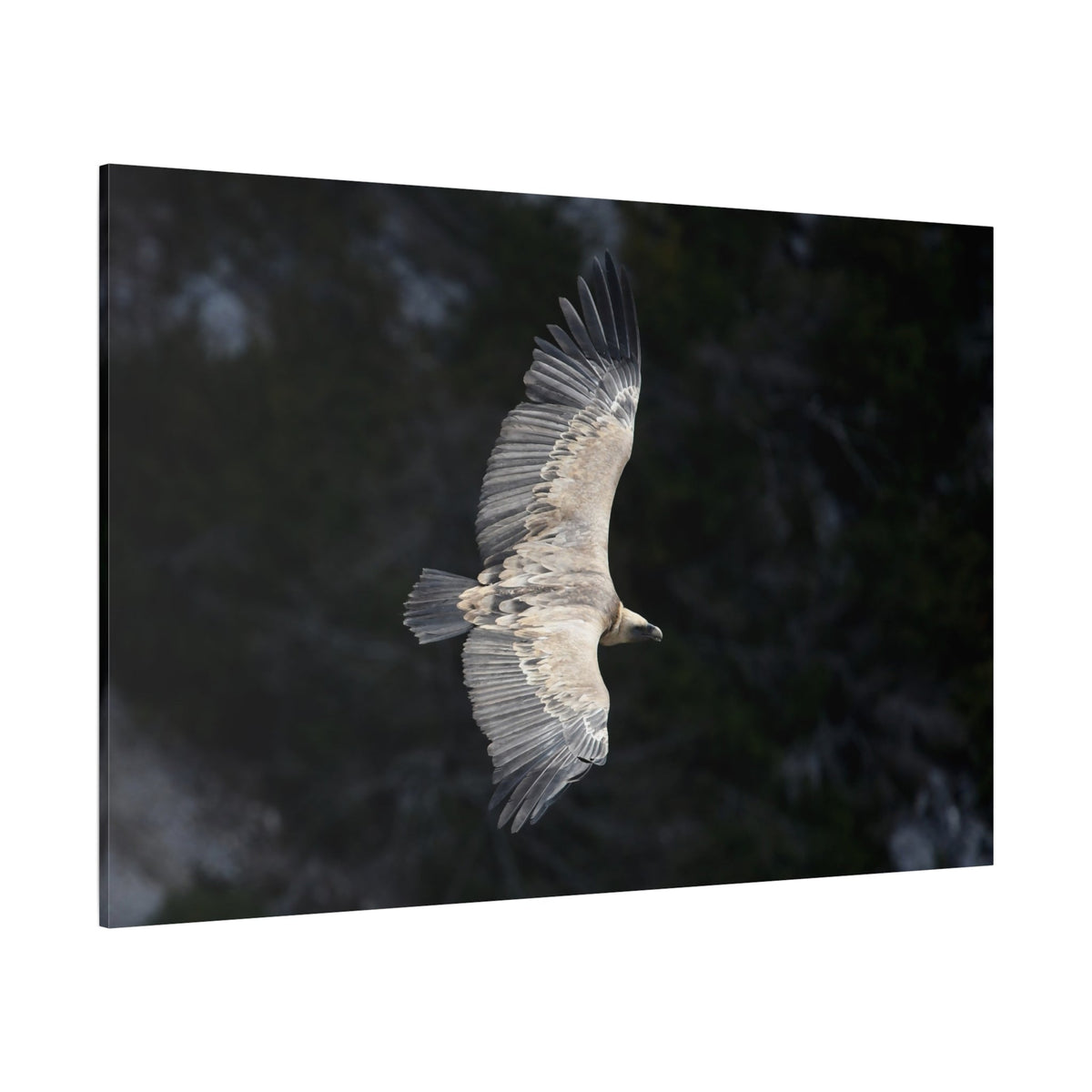 Majestic Vulture Canvas Wall Art – Luxury Birds of Prey Wildlife Canvas Print - ART OF ROYALS