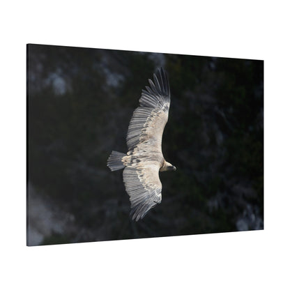 Majestic Vulture Canvas Wall Art – Luxury Birds of Prey Wildlife Canvas Print - ART OF ROYALS