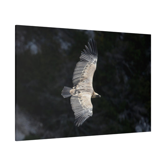 Majestic Vulture Canvas Wall Art – Luxury Birds of Prey Wildlife Canvas Print - ART OF ROYALS