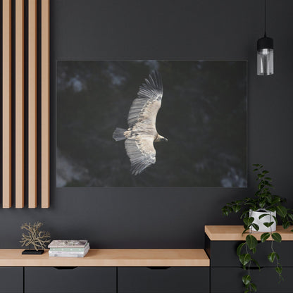 Majestic Vulture Canvas Wall Art – Luxury Birds of Prey Wildlife Canvas Print - ART OF ROYALS