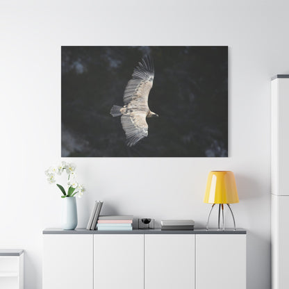 Majestic Vulture Canvas Wall Art – Luxury Birds of Prey Wildlife Canvas Print - ART OF ROYALS