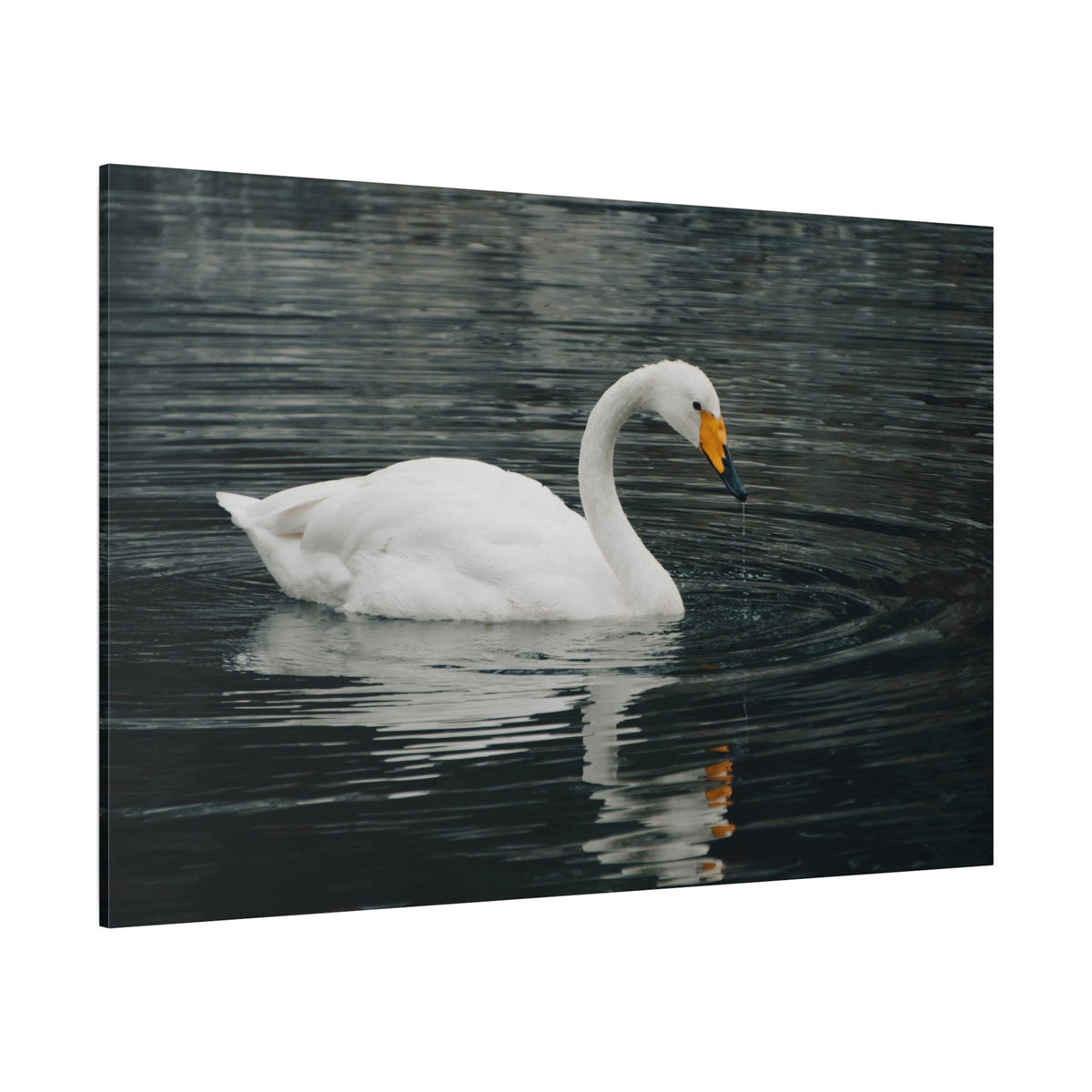 Majestic White Swan Canvas Wall Art – Serenity and Grace - ART OF ROYALS
