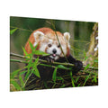 Playful Red Panda Canvas Wall Art – Bamboo Bliss and Whimsical Charm