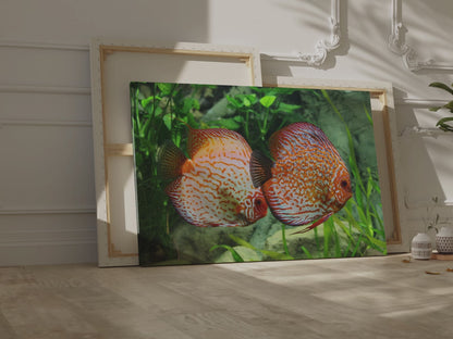 Discus Fish Harmony Canvas Wall Art – Vibrant Aquarium Scene