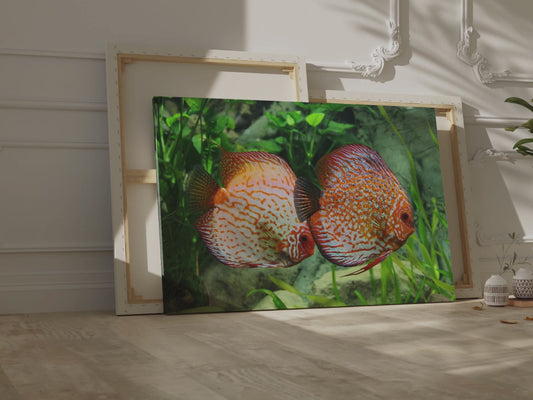 Discus Fish Harmony Canvas Wall Art – Vibrant Aquarium Scene