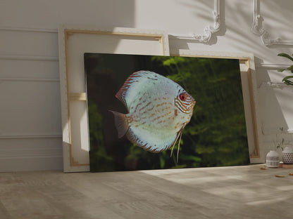 Vibrant Discus Fish Canvas Wall Art – Aquatic Elegance