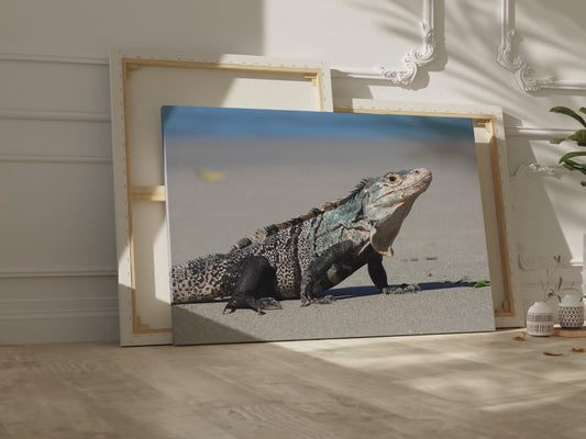 Iguana Lizard Reptile Beach Canvas Wall Art