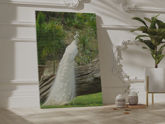 Graceful White Peacock Canvas Wall Art – Elegant Wildlife Decor for Sophisticated Spaces