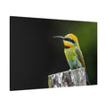 Rainbow Bee-Eater Canvas Wall Art – Luxury Tropical Bird Wildlife Print