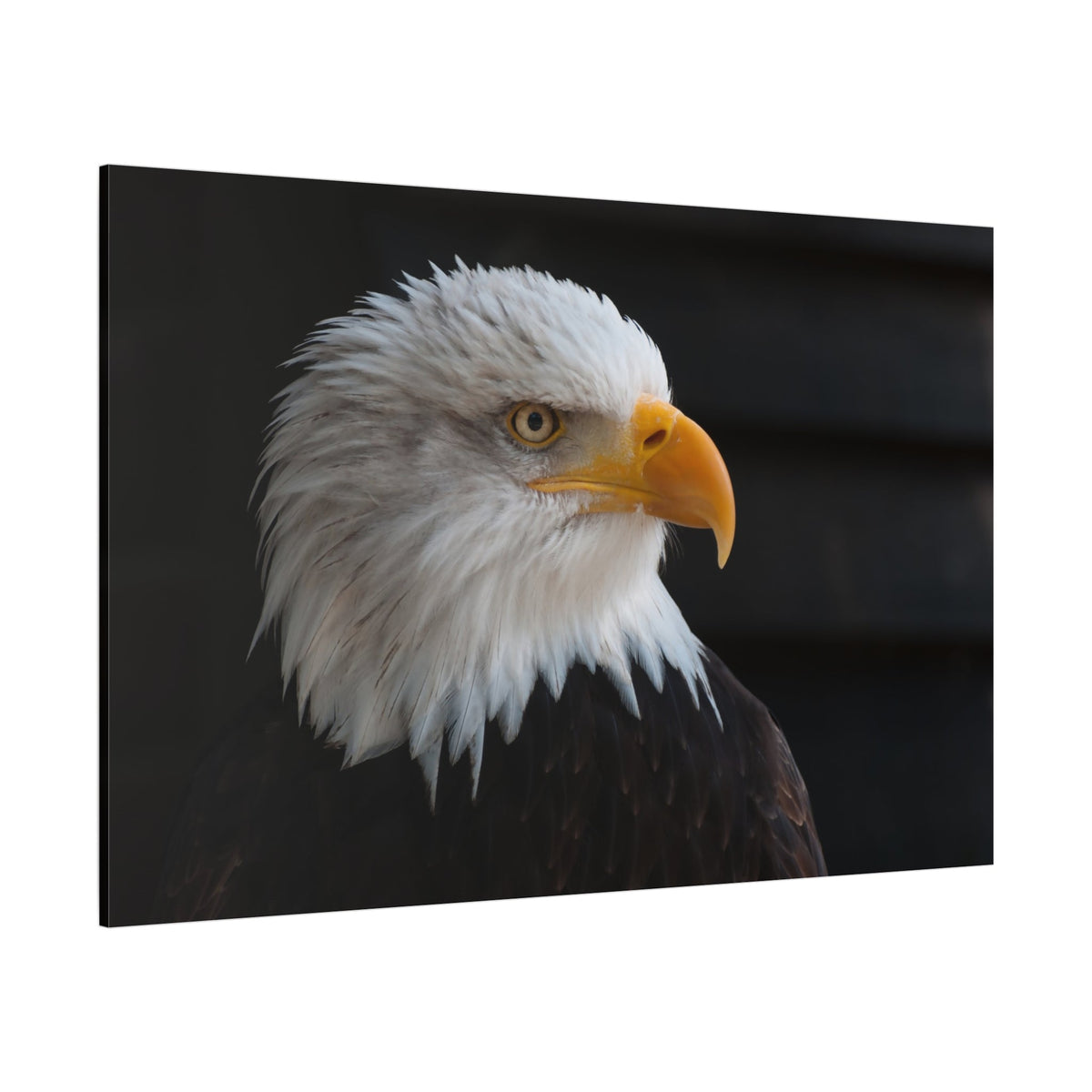 Regal Eagle Canvas Wall Art - ART OF ROYALS