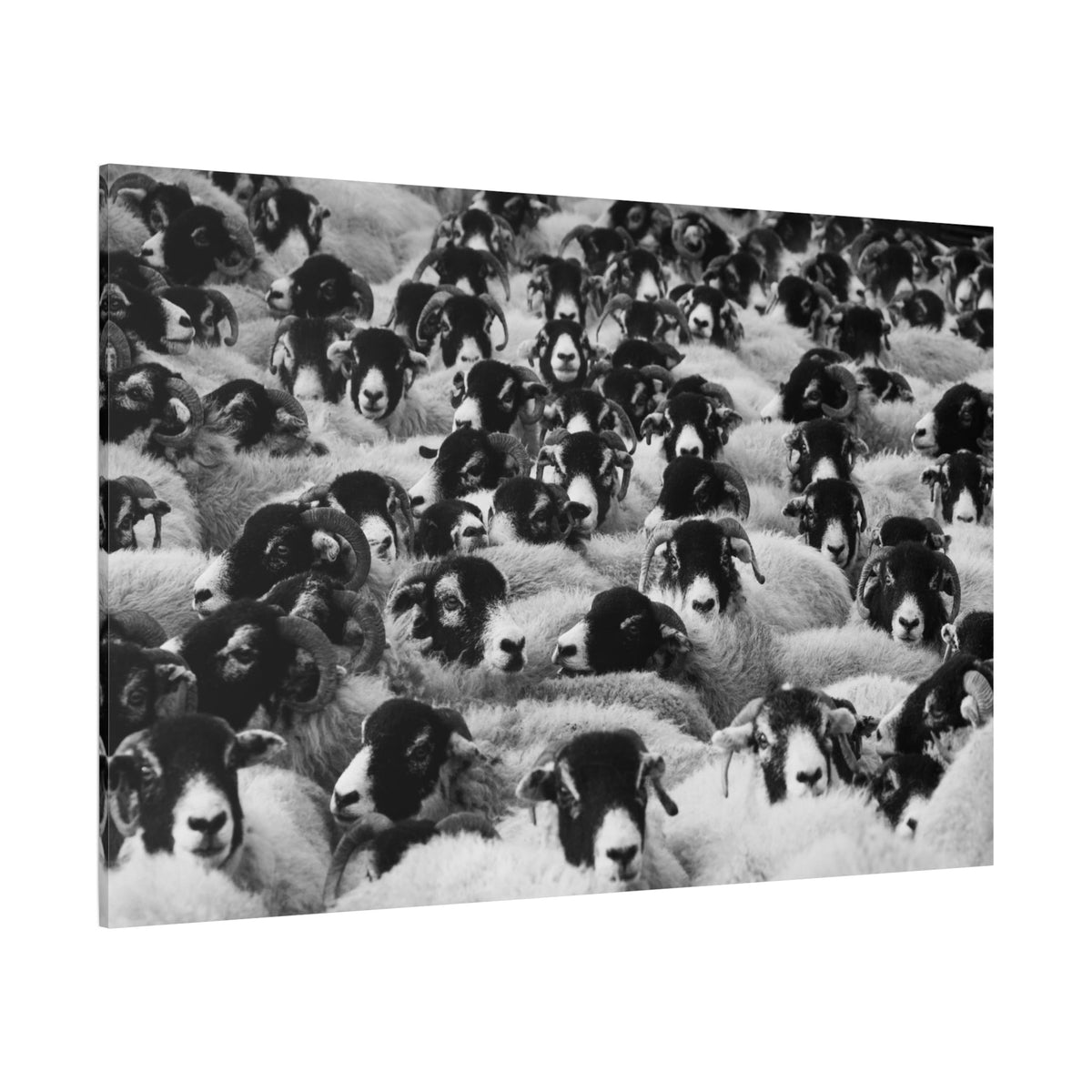 Rustic Sheep Pasture Canvas Wall Art – Timeless Countryside Beauty - ART OF ROYALS