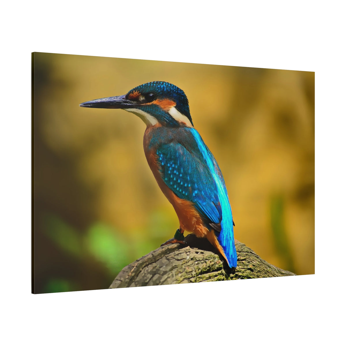 Striking Kingfisher Canvas Wall Art – Vibrant Nature's Elegance - ART OF ROYALS
