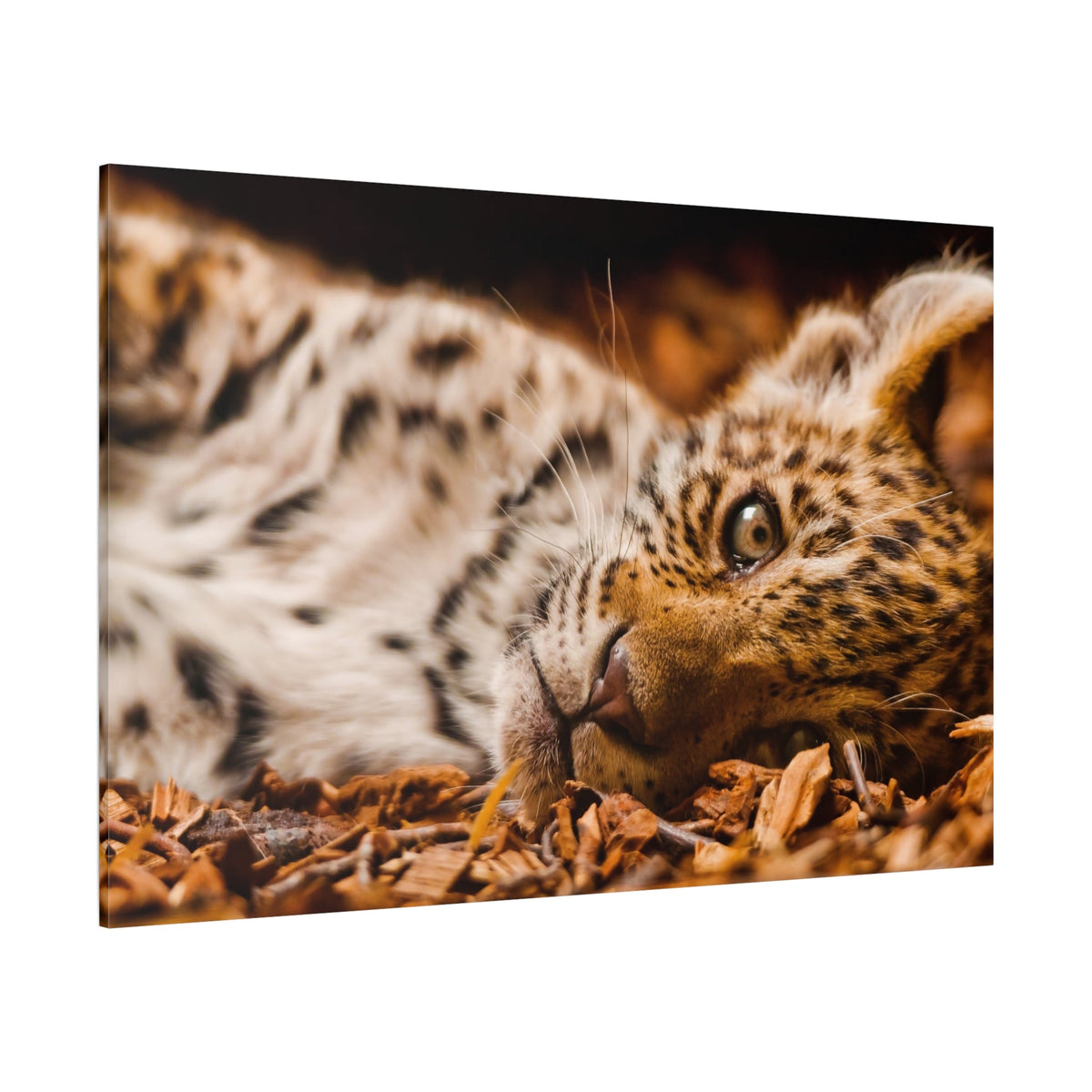 Stunning Cheetah Canvas Wall Art – Wild Safari Cat Print - ART OF ROYALS