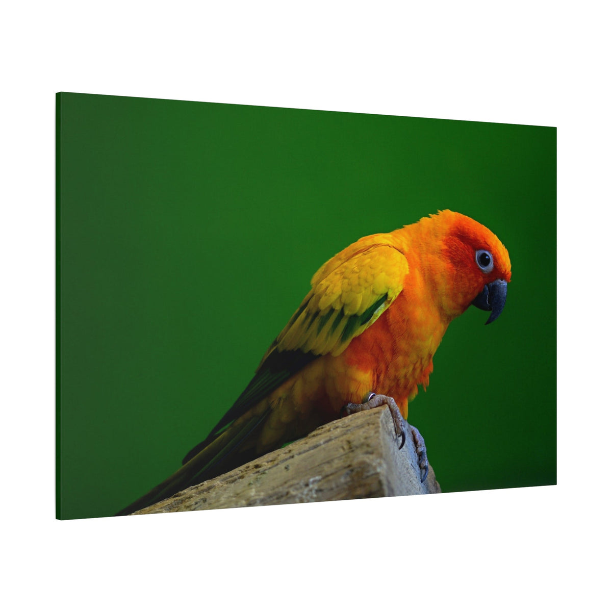 Sun Conure Parakeet Canvas Wall Art – Luxury Tropical Bird Wildlife Print - ART OF ROYALS