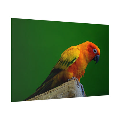 Sun Conure Parakeet Canvas Wall Art – Luxury Tropical Bird Wildlife Print - ART OF ROYALS