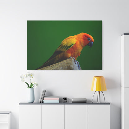 Sun Conure Parakeet Canvas Wall Art – Luxury Tropical Bird Wildlife Print - ART OF ROYALS