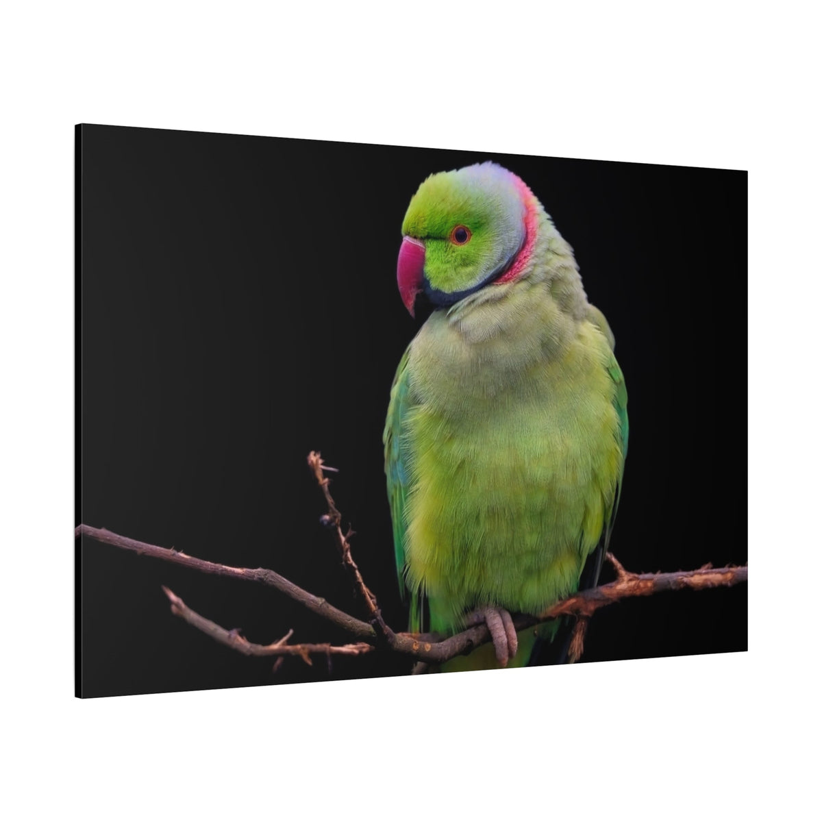 Tropical Parakeet Canvas Wall Art – Luxury Exotic Bird Wildlife Print - ART OF ROYALS