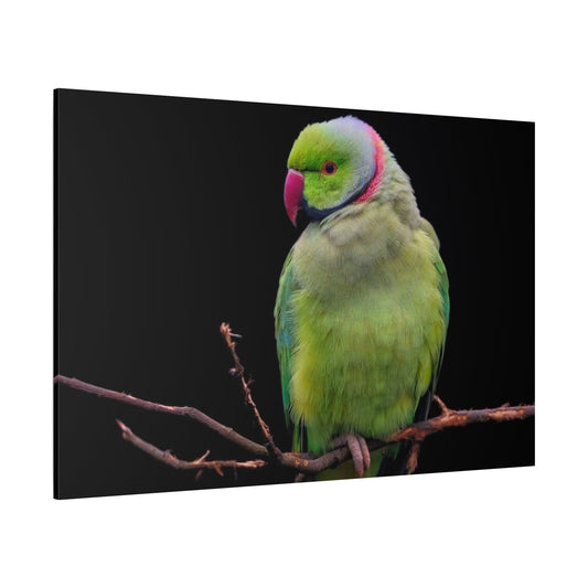 Tropical Parakeet Canvas Wall Art – Luxury Exotic Bird Wildlife Print - ART OF ROYALS
