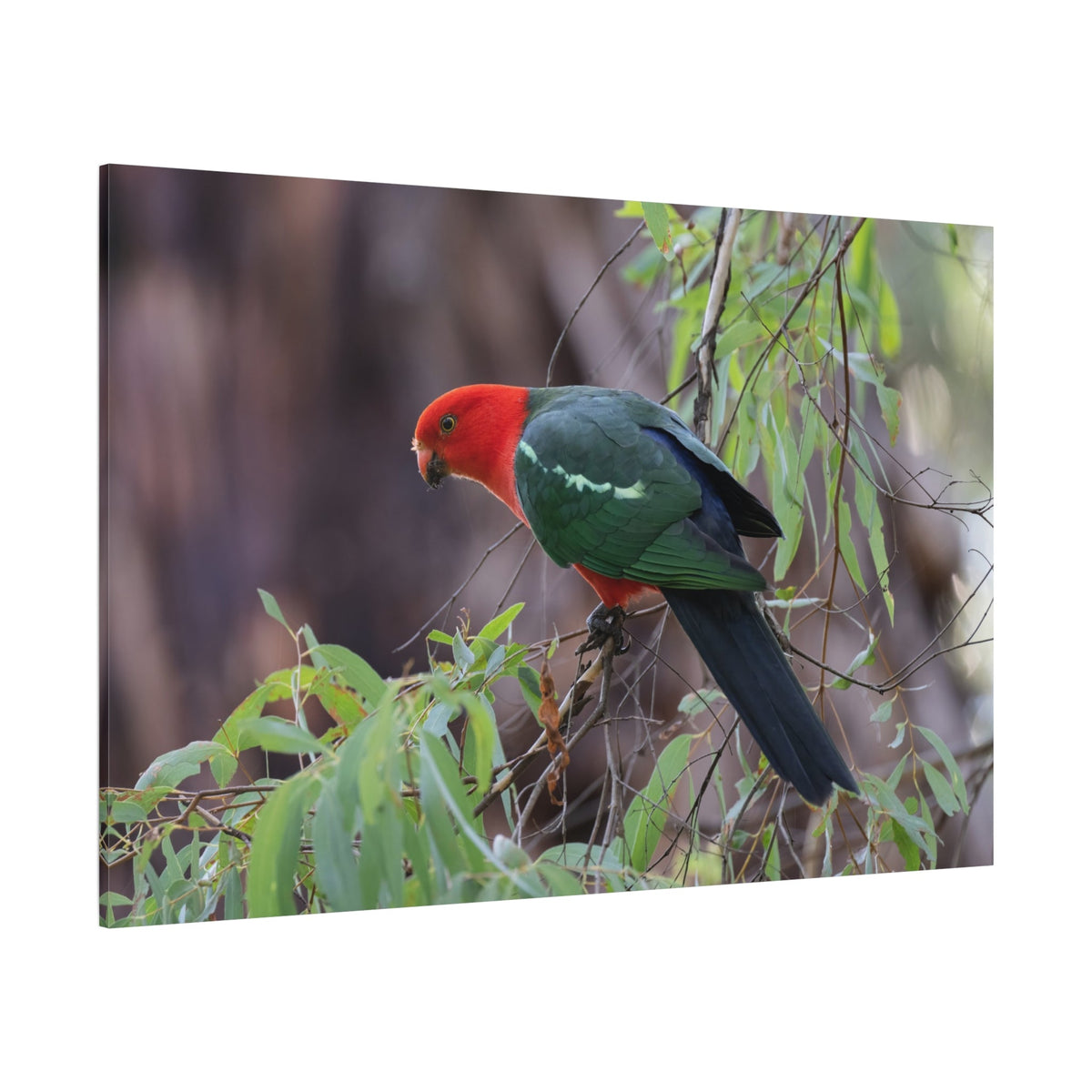 Vibrant Australian King Parrot Canvas Wall Art – Nature’s Majestic Colors - ART OF ROYALS