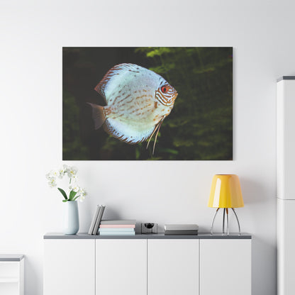 Vibrant Discus Fish Canvas Wall Art – Aquatic Elegance - ART OF ROYALS