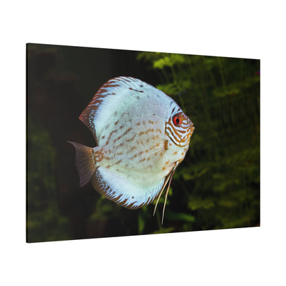 Vibrant Discus Fish Canvas Wall Art – Aquatic Elegance - ART OF ROYALS