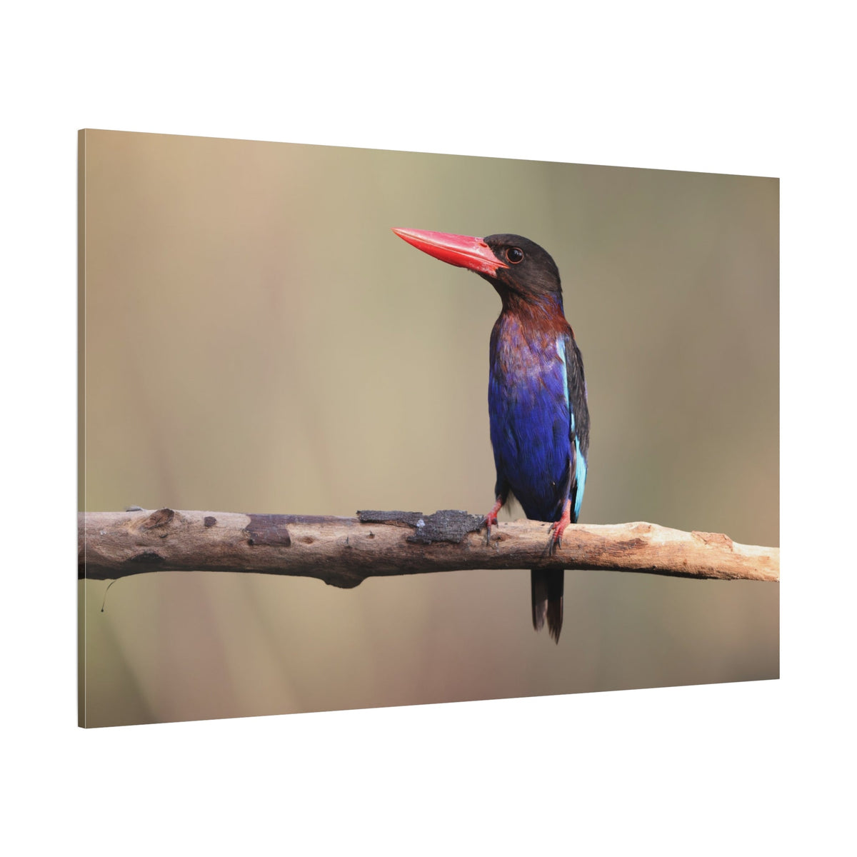 Vibrant Kingfisher Canvas Wall Art – A Splash of Color in Nature - ART OF ROYALS