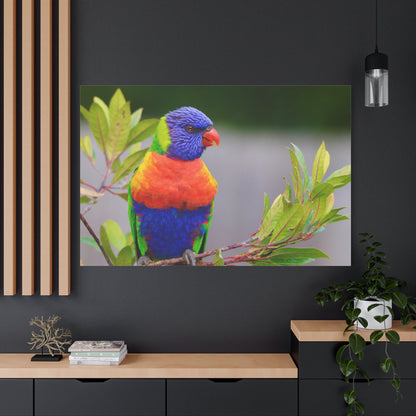 Vibrant Lorikeet Canvas Wall Art - ART OF ROYALS