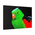 Vibrant Parakeet Canvas Wall Art – Luxury Tropical Bird Wildlife Print