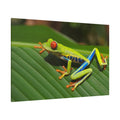 Vibrant Tree Frog – A Symbol of Nature’s Elegance