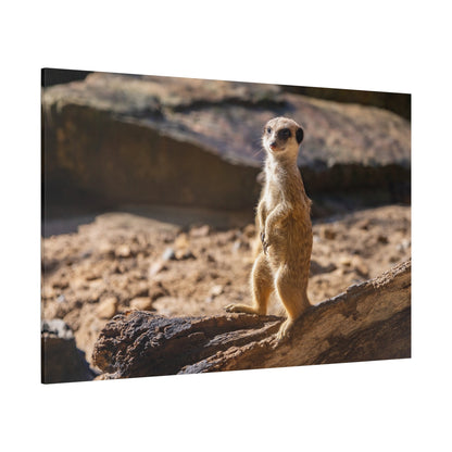 Vigilant Meerkat – A Striking Portrait of Nature’s Watchful Guardian - ART OF ROYALS