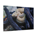 Western Diamondback Rattlesnake Canvas Wall Art – Luxury Desert Wildlife Photography Print